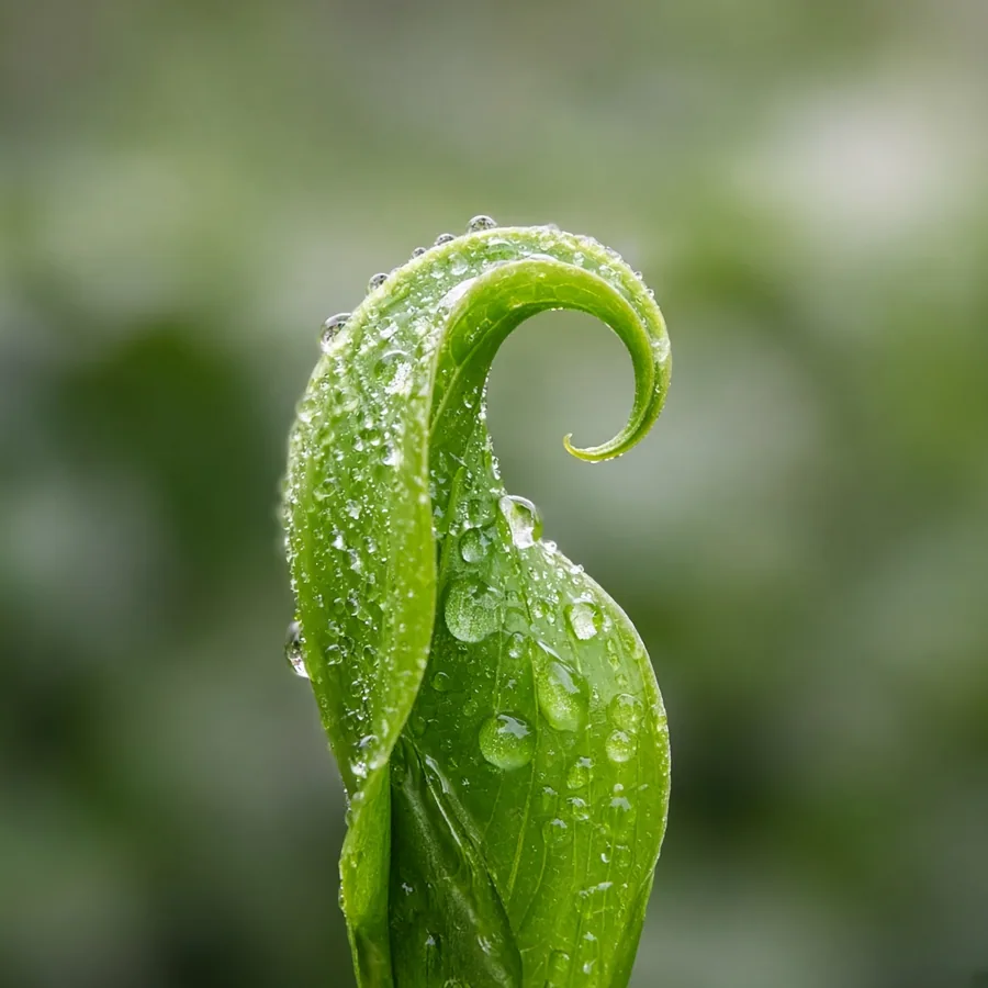 Close-up of a new leaf unfurling with water droplets
